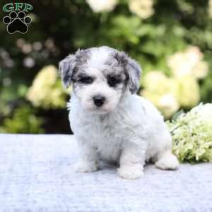 Roscoe, Bich-Poo Puppy